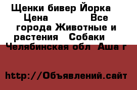 Щенки бивер Йорка  › Цена ­ 30 000 - Все города Животные и растения » Собаки   . Челябинская обл.,Аша г.